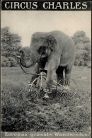 ZIRKUS - CIRCUS CHARLES ELEFANT Als Radfahrer I - Circus