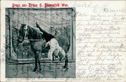 Zirkus Pferd Blumenfeld 1905 I-II - Zirkus