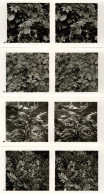 Raumbilder Aus Der Lebensgemeinschaft Des Waldes Pflanzen Serie Mit 150 Bildern I-II - Guerra 1939-45