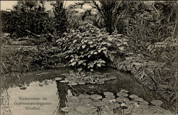 Kolonien Deutsch-Südwestafrika Windhuk Wasserrosen Im Gouvernementsgarten I-II Colonies - Ehemalige Dt. Kolonien