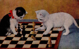 Schach Katze I-II Chat - Scacchi