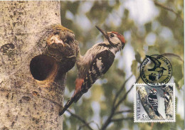 922  Pic à Dos Blanc: Carte Maximum  Suède, 1994 - White-backed Woodpecker Maximum Card From Sweden. WWF - Picchio & Uccelli Scalatori