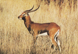 Zambia - Black Lechwe - Sambia