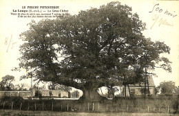 France (28) Eure Et Loire - La Loupe - Le Gros Chêne - La Loupe