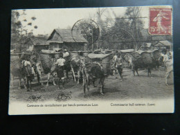 LAOS                    CARAVANE DE RAVITAILLEMENT PAR BOEUFS PORTEURS - Laos