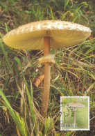 Mushroom - Champignon - Paddestoel - Pilz - Fungo - Cogumelo - Seta - Maxicard - Maximum Card - Paddestoelen