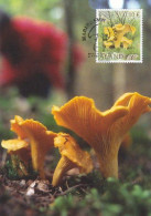 Mushroom - Champignon - Paddestoel - Pilz - Fungo - Cogumelo - Seta - Maxicard - Maximum Card - Pilze