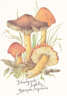 Mushroom - Champignon - Paddestoel - Pilz - Fungo - Cogumelo - Seta - Funghi