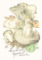 Mushroom - Champignon - Paddestoel - Pilz - Fungo - Cogumelo - Seta - Champignons