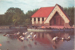 BELGIQUE - Meli-park - Adinkerke - Les Flamants Roses - Carte Postale Récente - Sonstige & Ohne Zuordnung