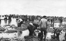 Marennes * 2 Cpa * L'ostréiculture En Charente Maritime * Préparation Et Pêche Des Huîtres - Marennes