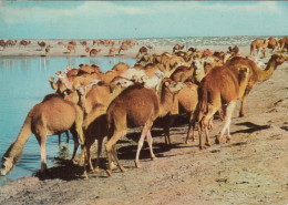 Libya - Fezzan , Camel Watering 1971 - Libia