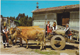 Espagne - GALICIA - Attelage De Boeufs - Altri & Non Classificati