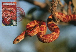 LIBYA 1996 Reptiles Snakes "Elaphe Guttata" (maximum-card) #10 - Snakes