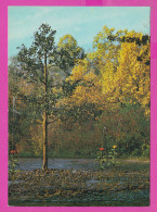 307064 / Russia Leningrad Petrodvorets - The Oak And Tulips: Trick Fountains Fountain Master F. Strelnikov 1983 PC USSR - Arbres