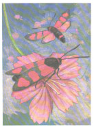 Butterfly, L.Aristov:Zygaena Cuvieri Bsd., 1981 - Papillons