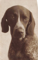 ANIMAUX & FAUNE - Chien - English Pointer - Carte Postale Ancienne - Andere & Zonder Classificatie