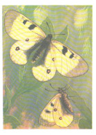 Butterfly, L.Aristov:Parnassius Nordmanni Men., 1981 - Papillons