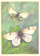 Butterfly, L.Aristov:Euchloe Orientalis Brem., 1982 - Papillons