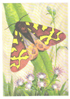 Butterfly, L.Aristov:Hyphoraia Festiva Bkh., 1982 - Papillons