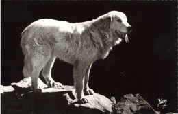 ANIMAUX & FAUNE - Chien - Chien Des Pyrénées - Carte Postale Ancienne - Chiens