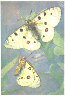 Butterfly, L.Aristov:Parnassius Apollo L., 1976 - Papillons