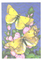 Butterfly, L.Aristov:Colias Thisoa Men., 1986 - Papillons