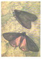 Butterfly, L.Aristov:Axipoena Maura Eichw., 1981 - Papillons