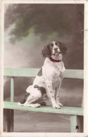 ANIMAUX & FAUNE - Chiens - Dalmatien - Carte Postale Ancienne - Dogs
