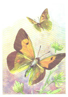 Butterfly, L.Aristov:Colias Wiskotti Stgr., 1974 - Papillons