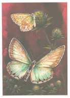 Butterfly, L.Aristov:Lysandra Coridon Poda, 1983 - Papillons