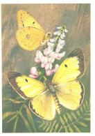 Butterfly, L.Aristov:Colias Erate Esp., 1983 - Papillons