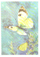 Butterfly, L.Aristov:Anthocharis Transcaspia Stgr., 1974 - Papillons