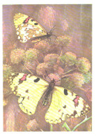 Butterfly, L.Aristov:Hypermnestra Helios Nick., 1974 - Papillons