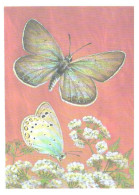 Butterfly, L.Aristov:Lycaena Lucifera Stgr., 1986 - Papillons