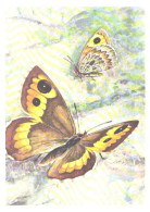 Butterfly, L.Aristov:Satyrus Alpherakyi Avin., 1974 - Papillons