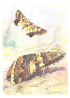 Butterfly, L.Aristov:Leucanitis Flexuosa Men., 1974 - Papillons