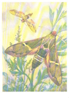 Butterfly, L.Aristov:Rethera Komarovi Chr., 1981 - Papillons