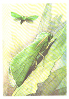 Butterfly, L.Aristov:Isochlora Maxima Stgr., 1974 - Papillons