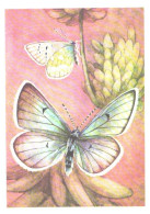 Butterfly, L.Aristov:Lycaena Pheretiades Ev., 1974 - Papillons