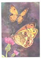 Butterfly, L.Aristov:Pararge Eversmanni Ev., 1974 - Papillons