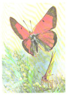 Butterfly, L.Aristov:Colias Eogene Feld., 1974 - Papillons