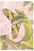 Butterfly, L.Aristov:Proserpinus Proserpina Pall., 1983 - Papillons