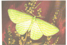 Butterfly, L.Aristov:Thetidia Smaragdaria F., 1983 - Papillons