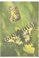 Butterfly, L.Aristov:Zerynthia Polyxena Schiff., 1983 - Papillons