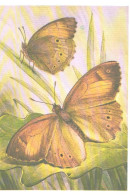 Butterfly, L.Aristov:Kirinia Climene Esp., 1983 - Papillons