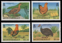 Montserrat 1991 - Mi-Nr. 800-803 ** - MNH - Vögel / Birds - Montserrat