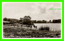 CASTLE DOUGLAS, SCOTLAND - CARLINGWARK LOCH - COWS -  TRAVEL IN 1961 -  THE R-A LTD - - Dumfriesshire