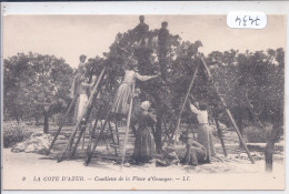 AGRICULTURE- CUEILLETTE  DE LA FLEUR D ORANGER SUR LA COTE D AZUR - Cultures