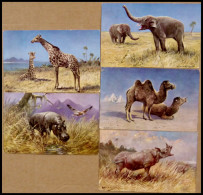 ALTE POSTKARTEN - VARIA Wildtiere Aus Afrika, 5 Verschiedene Farbige Künstlerkarten, Sign.M Müller Jun. München 1906, Se - Otros & Sin Clasificación